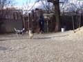 Hundeaction Tierheim Tapolca