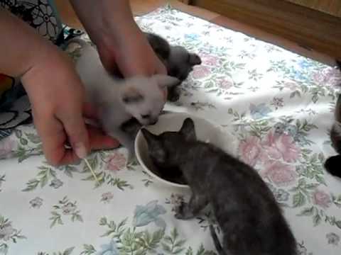 Cute kittens learning to eat