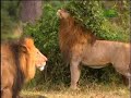 Fooled by Nature - Rival Roars
