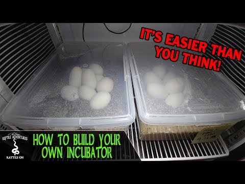 YouTube reptile video
