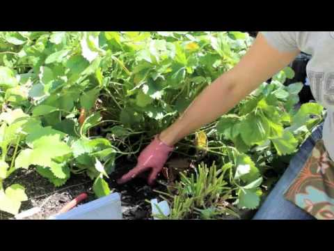 how to transplant strawberry plant runners