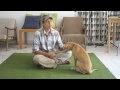 Puppy Obedience Training