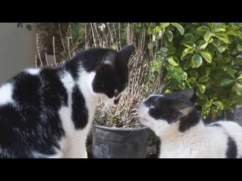 catfighting - Watch until 2:25. This was almost terrifying. We thought they would have sex but they ended up fighting. We stopped them and they are ok for now.