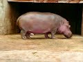 hippopotames hippopotamus hippopotames hippopotamus