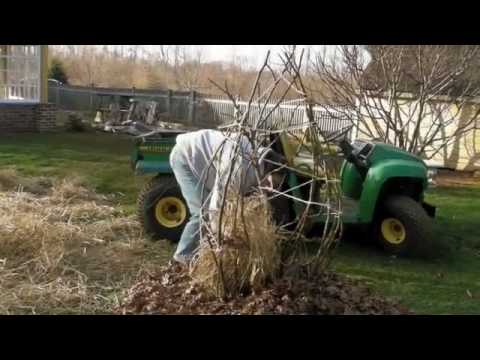 how to grow fig trees in nj