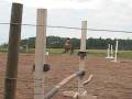videos de Riding without a Bridle (That is if you call this riding)