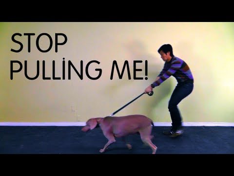 stopping your dog from pulling - ALL COURSES $15 TILL BLACK FRIDAY https://www.udemy.com/politeleashwalking/?couponCode=YTBLACKFRIDAY This course is designed to teach you how to train your d...