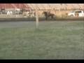 bradshaw horseshow