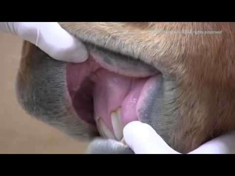 how to assess capillary refill