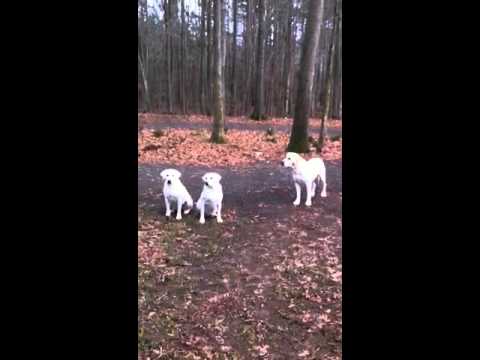 Mallard Magnum White Labs