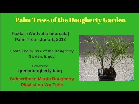 how to grow pygmy date palm from seed