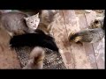 Кошки