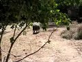 Peccary Pigs