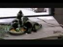 Sacramento Zoo - Lemur Babies 7 Weeks Old