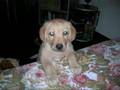 Achille il labrador più bello del mondo