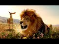 Animals Singing