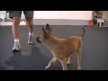 Puppy Training