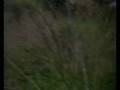 Finca Raid - The Movie