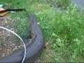 Alligator garfish Alligator garfish