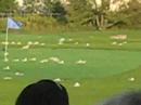 2007 Goose Dropping in Libertyville