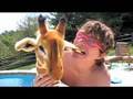 Magical Giraffe Gets Frisky!