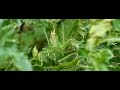 Grote groene sabelsprinkhaan, Tettigionia viridissima Grote groene sabelsprinkhaan, Tettigionia viridissima
