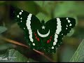 paki pride paki pride