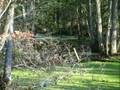 Re: More Tupelo Swamp