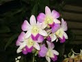 i have a home in the philippines my family lives in. they tend my garden and send me pictures. i enjoy gardening and taking pictures