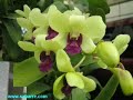 i have a home in the philippines my family lives in. they tend my garden and send me pictures. i enjoy gardening and taking pictures