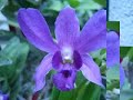 i have a home in the philippines my family lives in. they tend my garden and send me pictures. i enjoy gardening and taking pictures