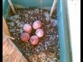 Ninho de Falc�es Peneireiros no Prior Velho, Portugal - #1