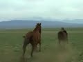 i was inspired to do this by shemba35's lioness vid. mine isn't as good, but i hope you like it anyway. this uses the same song, but it's about horses instead of lionesses. :) i worked very hard, so please rate and comment; it'll help me improve if i know what i'm doing badly and what i'm doing well.

honors (as of 6/19/08)
#69 - most responded (today) - pets & animals
#94 - most responded (this week) - pets & animals
#95 - most responded (all time) - pets & animals
#20 - top rated (all time) - pets & animals

(and as of 6/21/08):
#100 - most responded (all time) - pets & animals
#18 - top rated (all time) - pets & animals

song: 