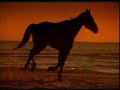 i was inspired to do this by shemba35's lioness vid. mine isn't as good, but i hope you like it anyway. this uses the same song, but it's about horses instead of lionesses. :) i worked very hard, so please rate and comment; it'll help me improve if i know what i'm doing badly and what i'm doing well.

honors (as of 6/19/08)
#69 - most responded (today) - pets & animals
#94 - most responded (this week) - pets & animals
#95 - most responded (all time) - pets & animals
#20 - top rated (all time) - pets & animals

(and as of 6/21/08):
#100 - most responded (all time) - pets & animals
#18 - top rated (all time) - pets & animals

song: 