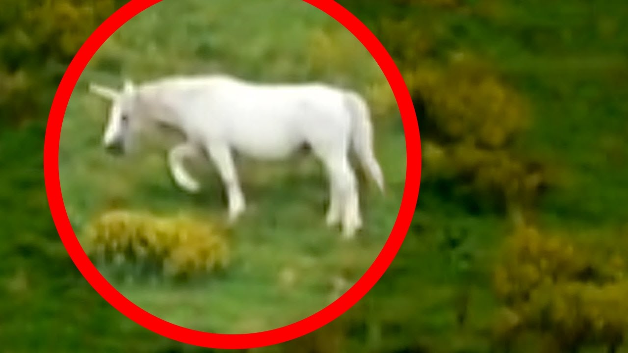 Unicorns Caught on Tape (BEST UNICORN SIGHTINGS) | Paranormal | Before