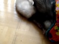 Quand le petit Furet s\