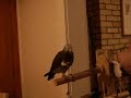 Minty-wave
