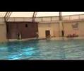 Aqua Club Dolphin Yunus G�sterisi 2 Gen� Osman i�o