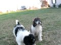 Goldendoodle puppies for sale