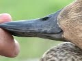 Hen Pintail Identification
