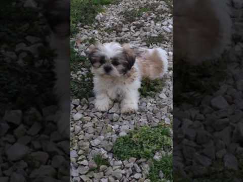 Marshall being his adorable self at 12 weeks old!