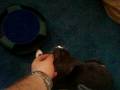 videos de Playing with Bianca and Milo!