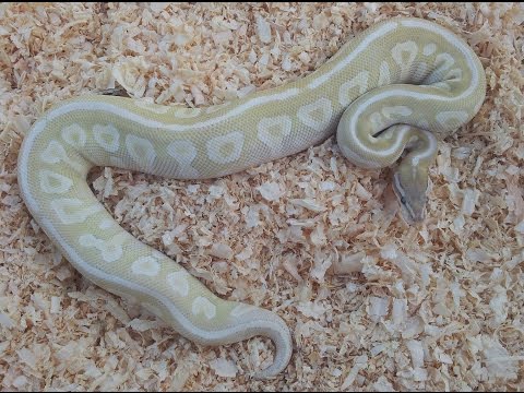 YouTube reptile video