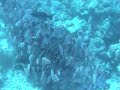 Blue Moon Fusiliers Kuramathi reef
