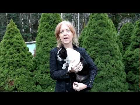 Animal Communication - http://intermetu.com/faculty/faculty-intuitive-arts/georgina-cyr/animal-communication. Learn to talk to animals in this online course with Georgina Cyr at th...