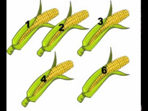 Corn Joke [READ DESCRIPTION]