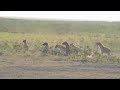 Lion v.s Hyena w/kill, Amboseli NP Kenya Lion v.s Hyena w/kill, Amboseli NP Kenya