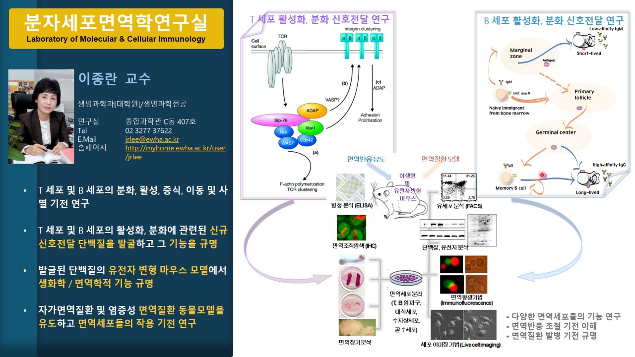  분자세포면역학 연구실 <이종란 교수>