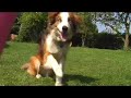 Rum - Dog Tricks