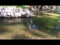 Click here to watch this video GSD vs YORKIE